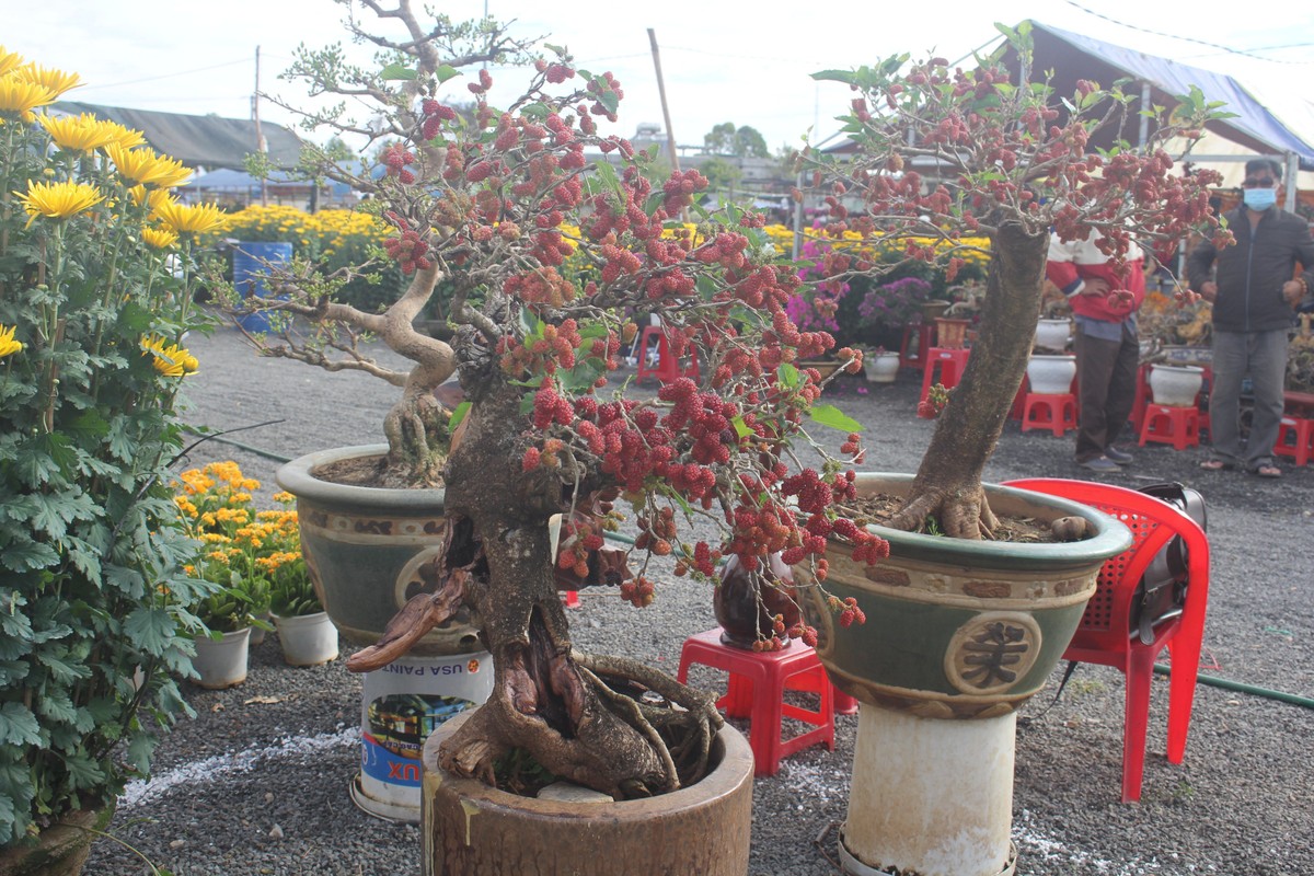 View - 	Loạt bonsai chi chít quả khiến dân chơi mê mẩn 