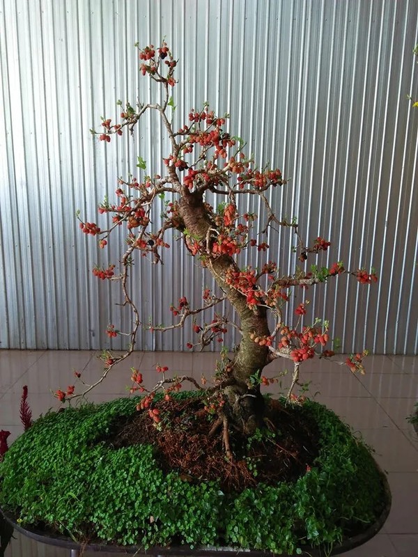 View - 	Loạt bonsai chi chít quả khiến dân chơi mê mẩn 