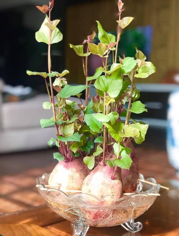 View - 	Mãn nhãn loạt bonsai rau củ quả đẹp đến “ngẩn ngơ” 