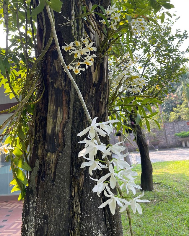 Ben trong nha vuon “di moi chan” cua nghe si Thanh Thanh Hien-Hinh-9