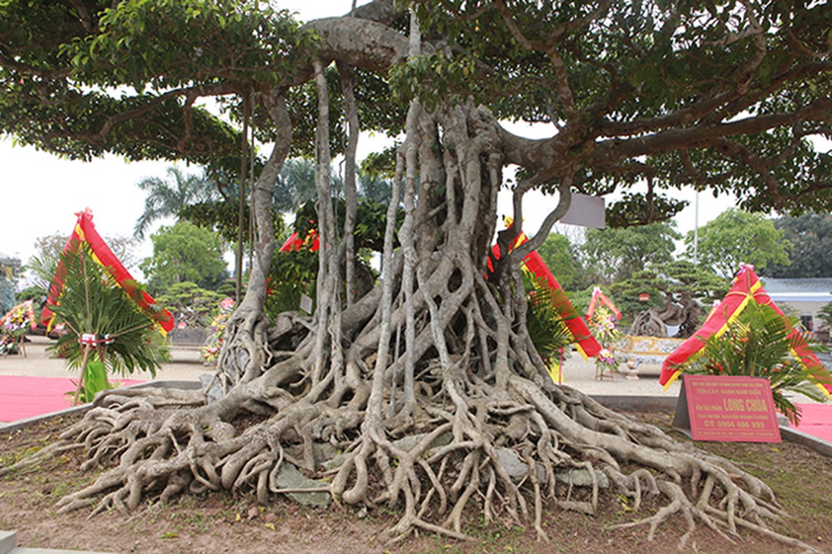 View - 	Cây sanh cổ nhất Việt Nam đại gia đổi 20 lô đất không thành 