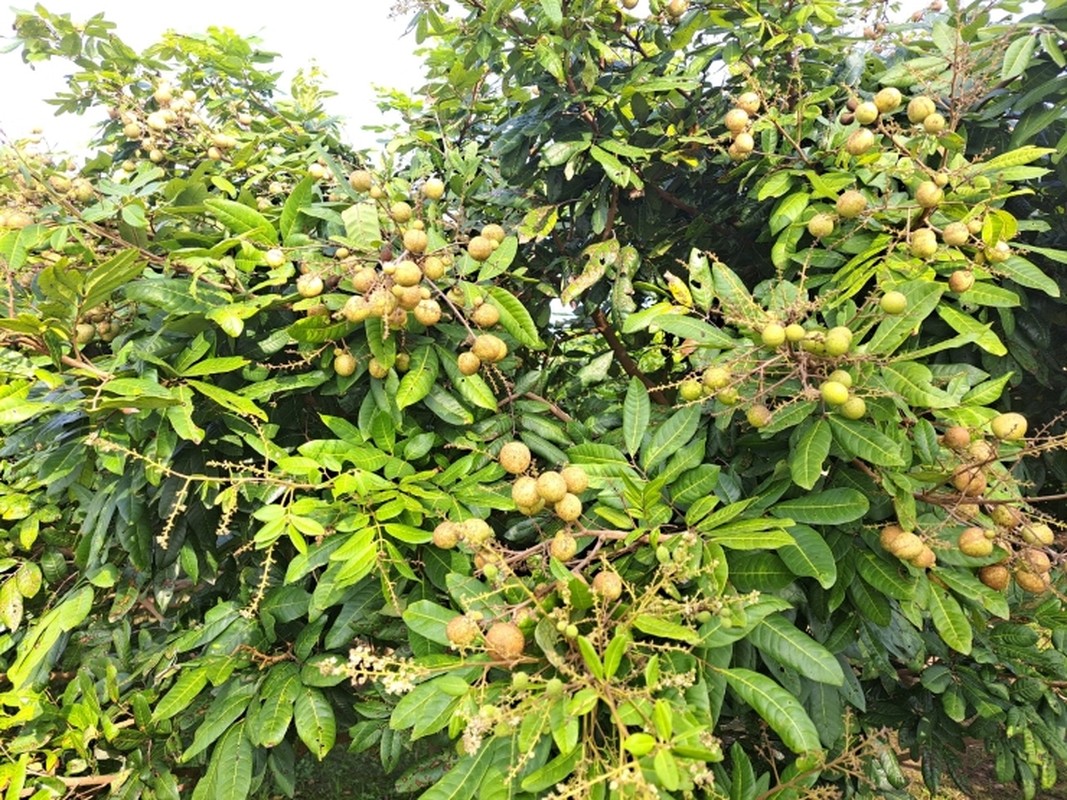 3 loai nhan doc la gia cao ngat nguong van “chay hang“-Hinh-10