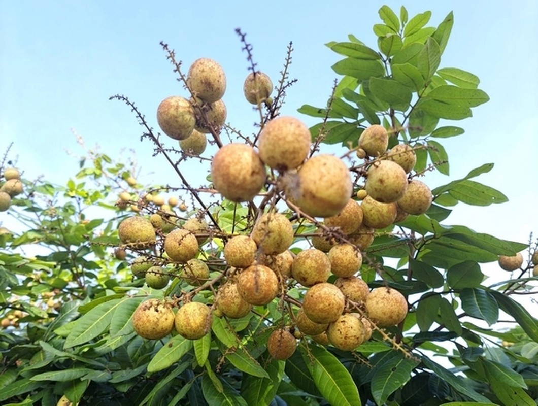 3 loai nhan doc la gia cao ngat nguong van “chay hang“-Hinh-9