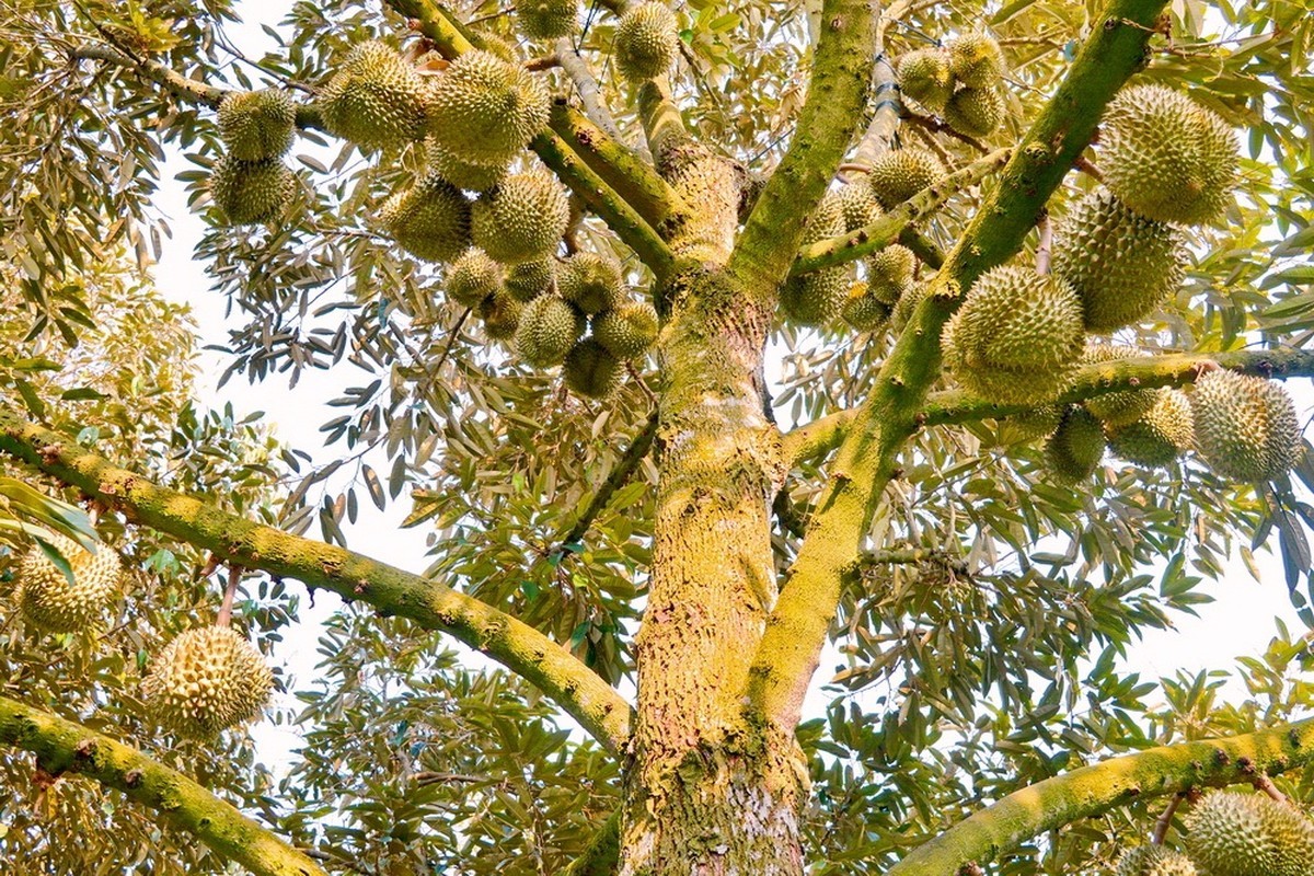 View - 	Thích mắt ngắm loạt sầu riêng trĩu quả như muốn “gãy cành” 