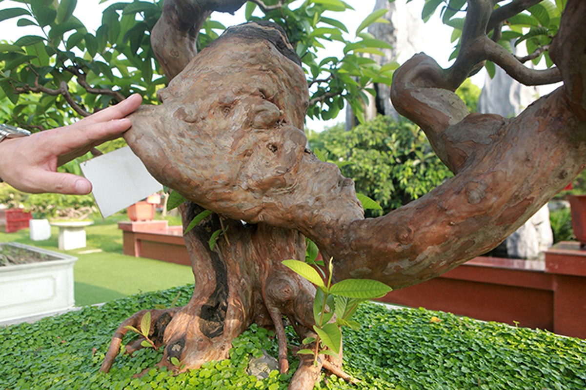 Muc so thi vuon bonsai cuc pham cua dai gia Thai Nguyen-Hinh-10