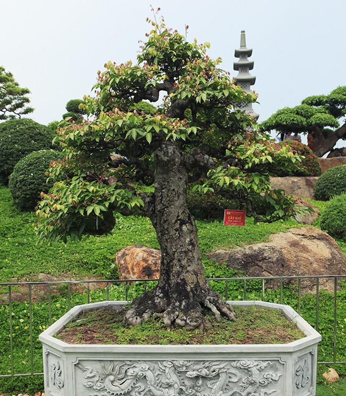 Muc so thi vuon bonsai cuc pham cua dai gia Thai Nguyen-Hinh-4