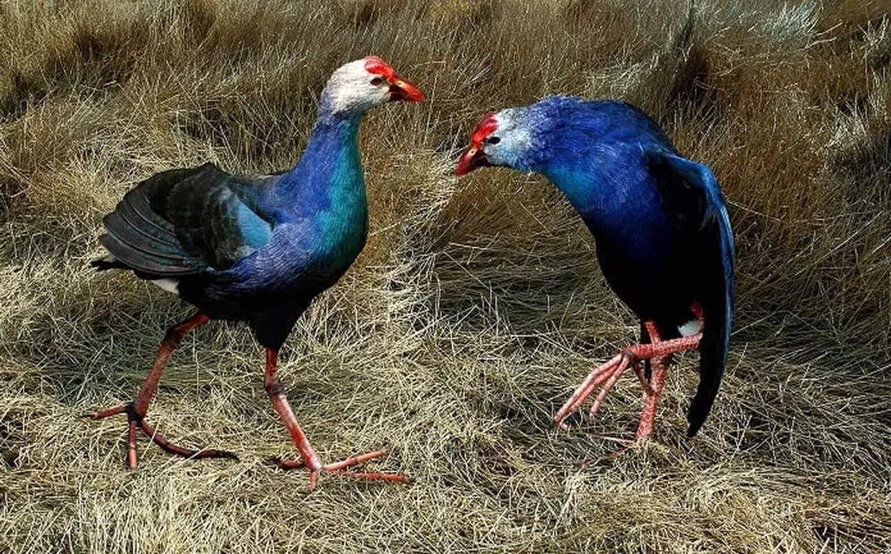 Loai chim hung du biet trong nha nhu cho, gia len toi tien trieu