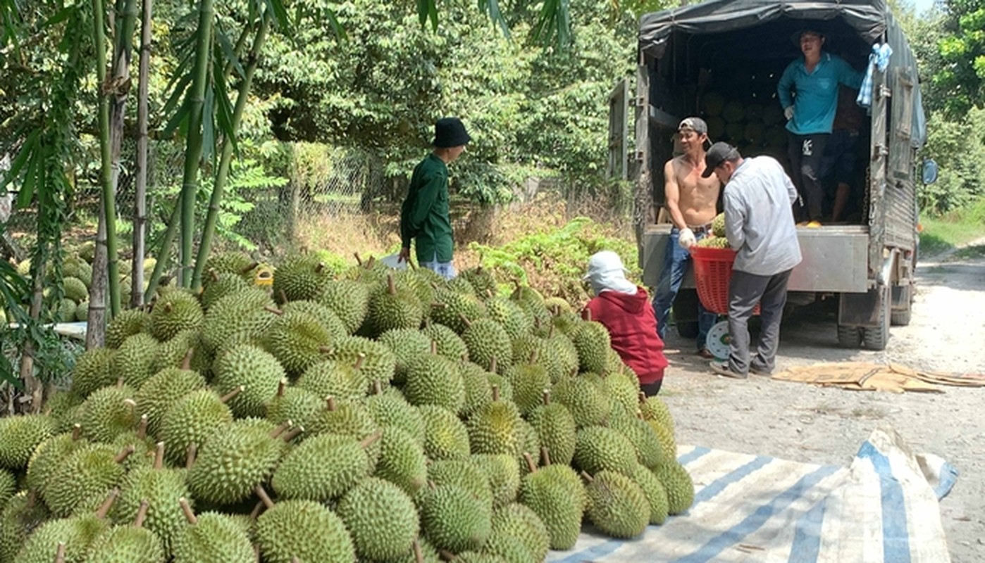 Tan muc nghe go sau rieng kiem tram trieu moi thang-Hinh-3