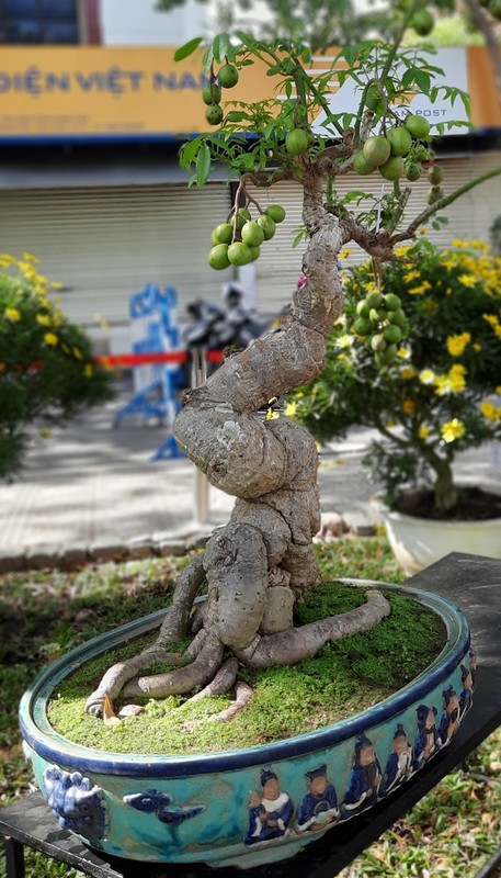 View - 	Ngắm loạt cóc bonsai kỳ quái đẹp đến mê mẩn 