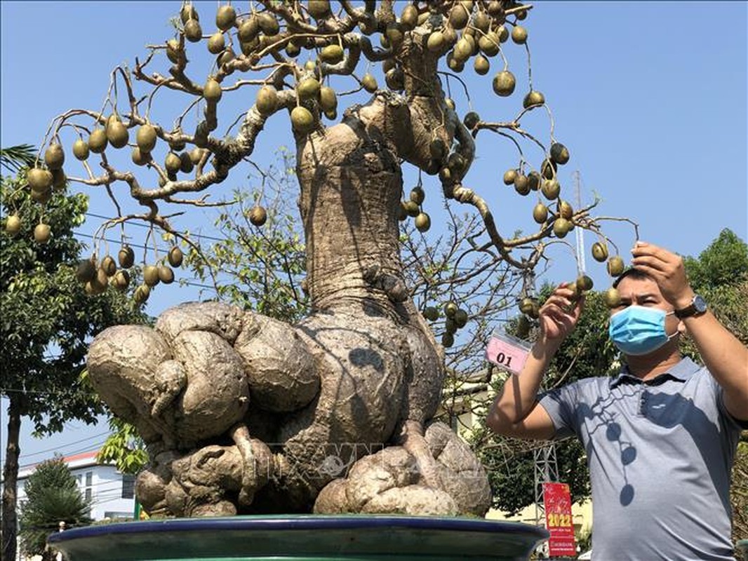 View - 	Ngắm loạt cóc bonsai kỳ quái đẹp đến mê mẩn 