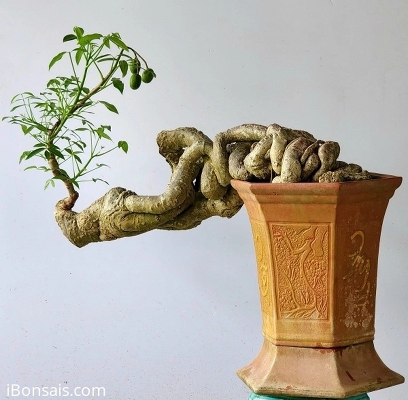 View - 	Ngắm loạt cóc bonsai kỳ quái đẹp đến mê mẩn 