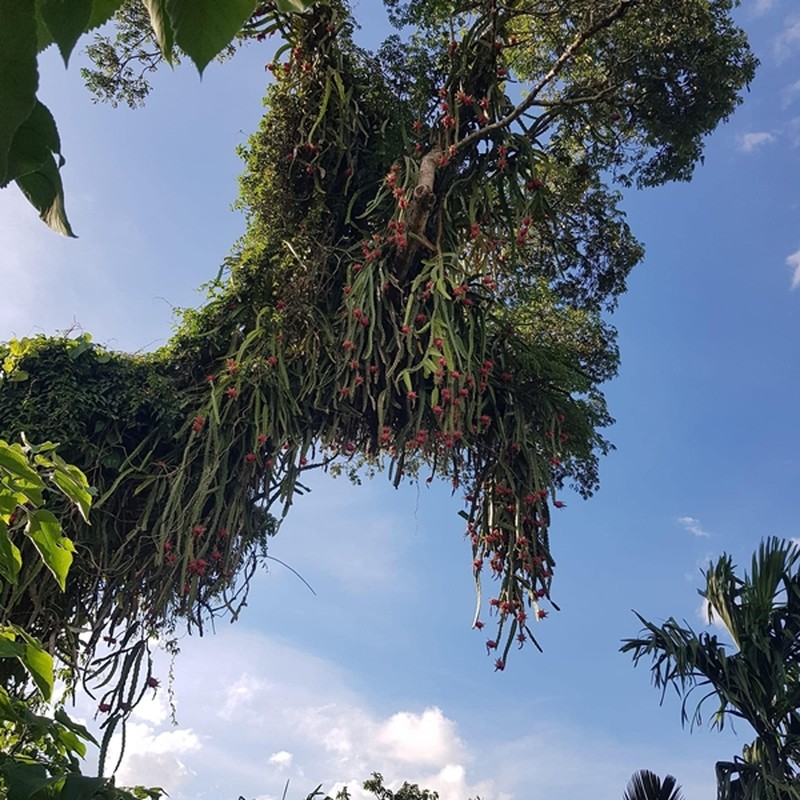 View - 	Những cây thanh long quả trĩu cành nhưng “thách thức” chủ nhân 