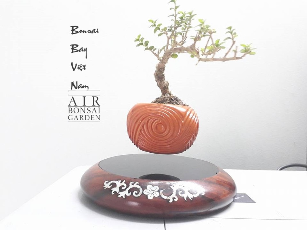 View - 	Ngắm loạt bonsai bay lơ lửng khiến dân chơi phát sốt