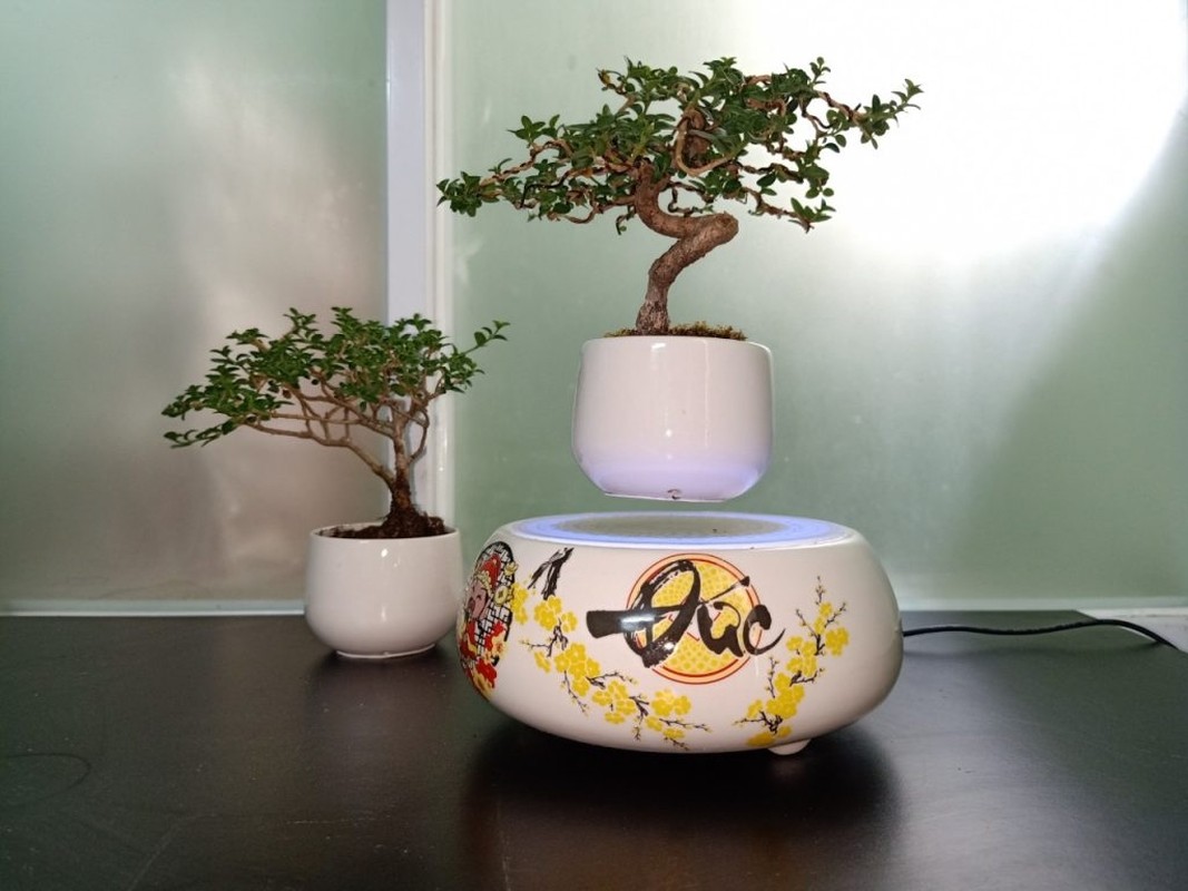 View - 	Ngắm loạt bonsai bay lơ lửng khiến dân chơi phát sốt