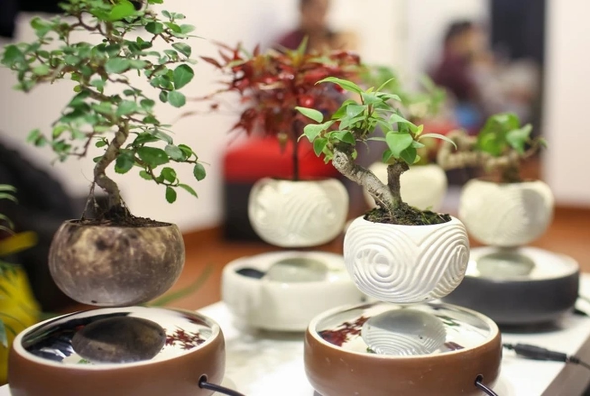 View - 	Ngắm loạt bonsai bay lơ lửng khiến dân chơi phát sốt