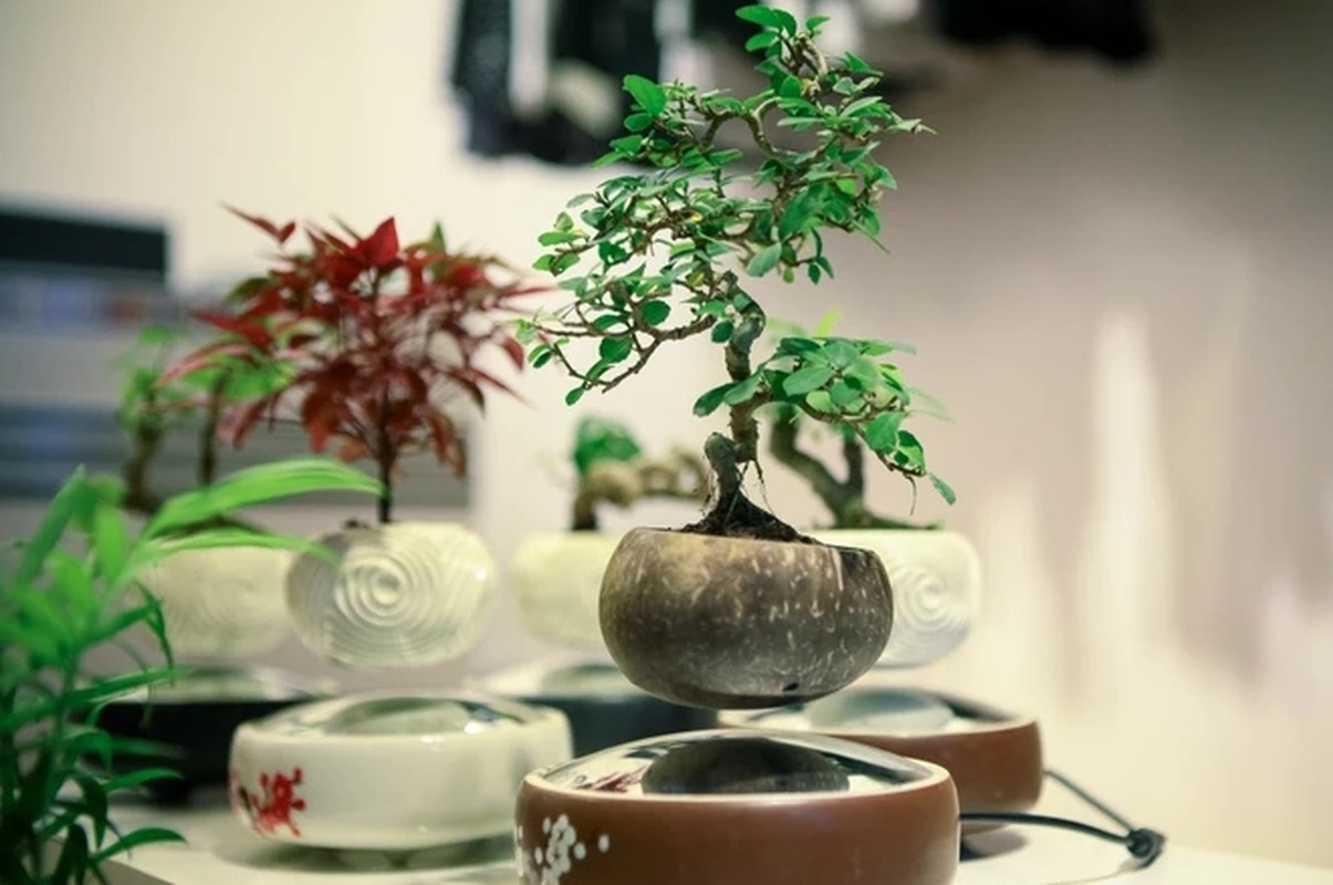 View - 	Ngắm loạt bonsai bay lơ lửng khiến dân chơi phát sốt