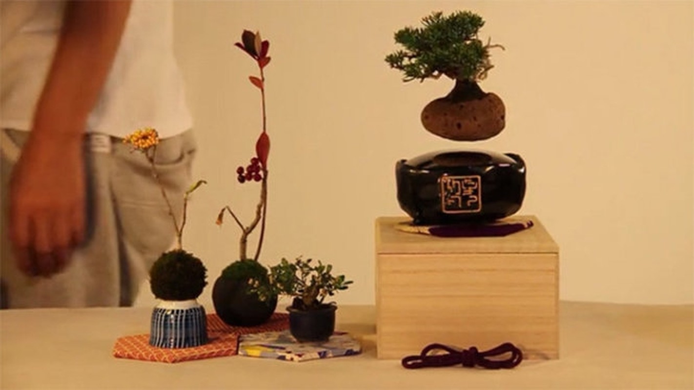 View - 	Ngắm loạt bonsai bay lơ lửng khiến dân chơi phát sốt