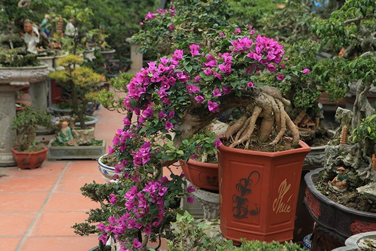 Chiem nguong loat bonsai dang huyen dep den say long-Hinh-7