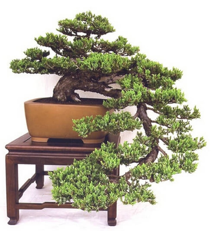 Chiem nguong loat bonsai dang huyen dep den say long-Hinh-8