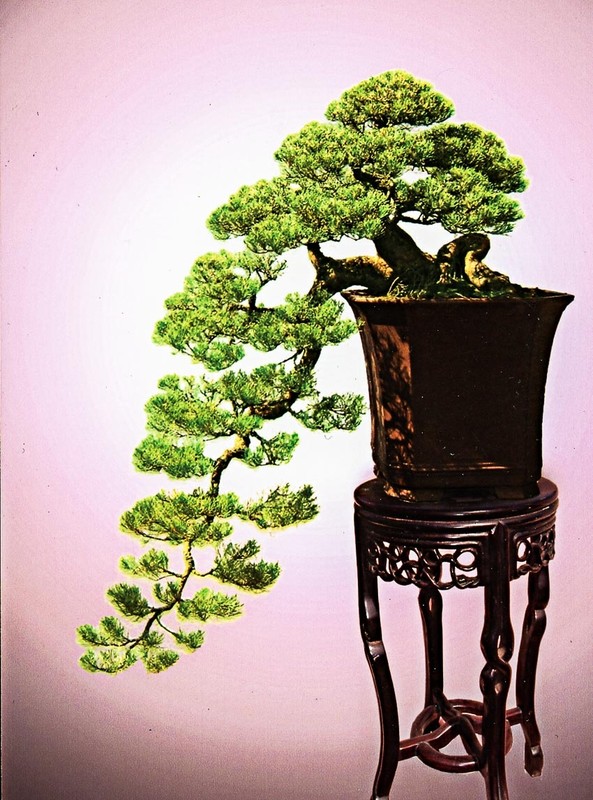 Chiem nguong loat bonsai dang huyen dep den say long-Hinh-9