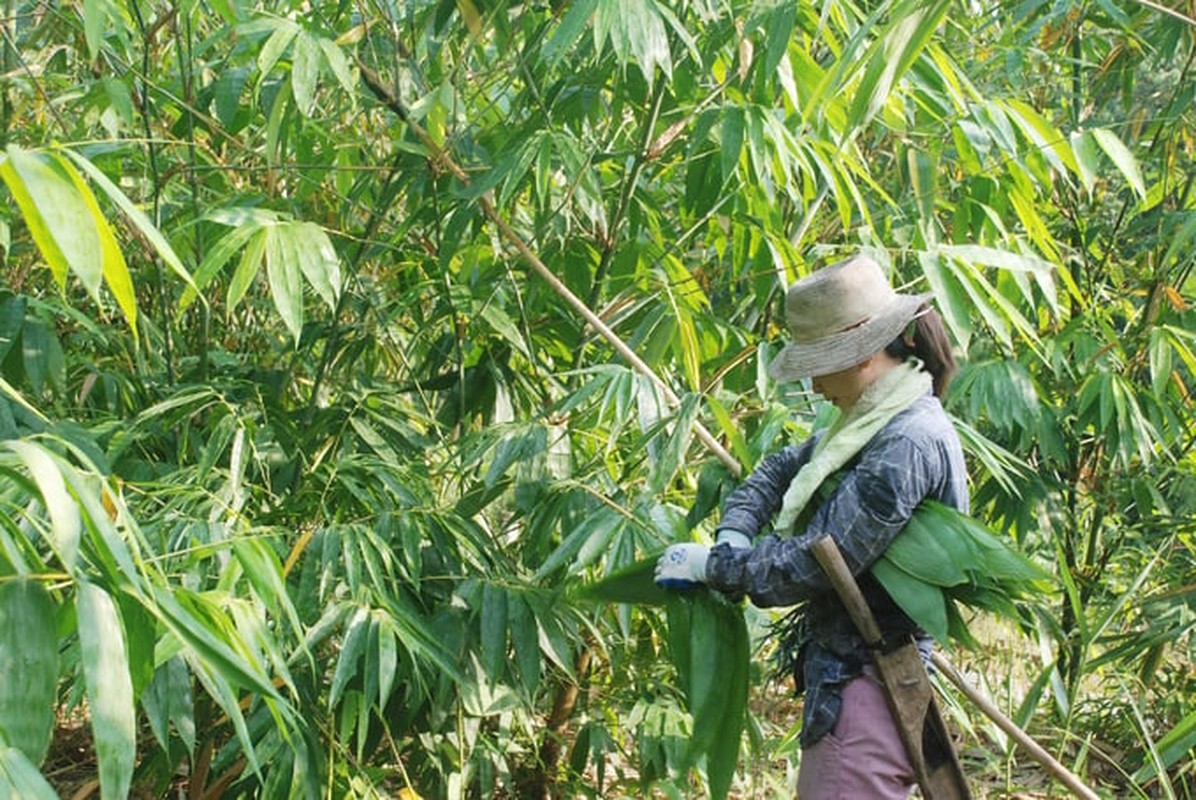 Loai la re beo o Viet Nam xuat ngoai “dat nhu tom tuoi“-Hinh-2