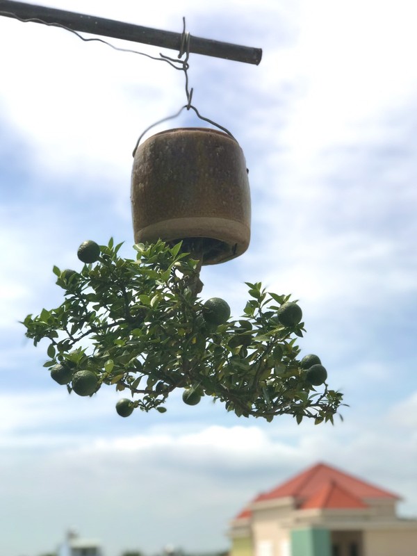 View - 	Vườn bonsai mọc ngược có 1-0-2 của “dị nhân” Quảng Nam 