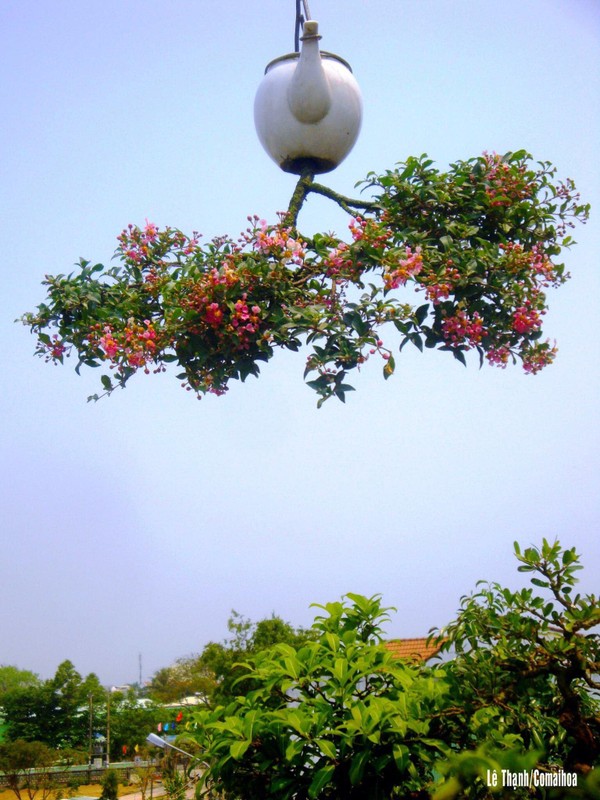 View - 	Vườn bonsai mọc ngược có 1-0-2 của “dị nhân” Quảng Nam 