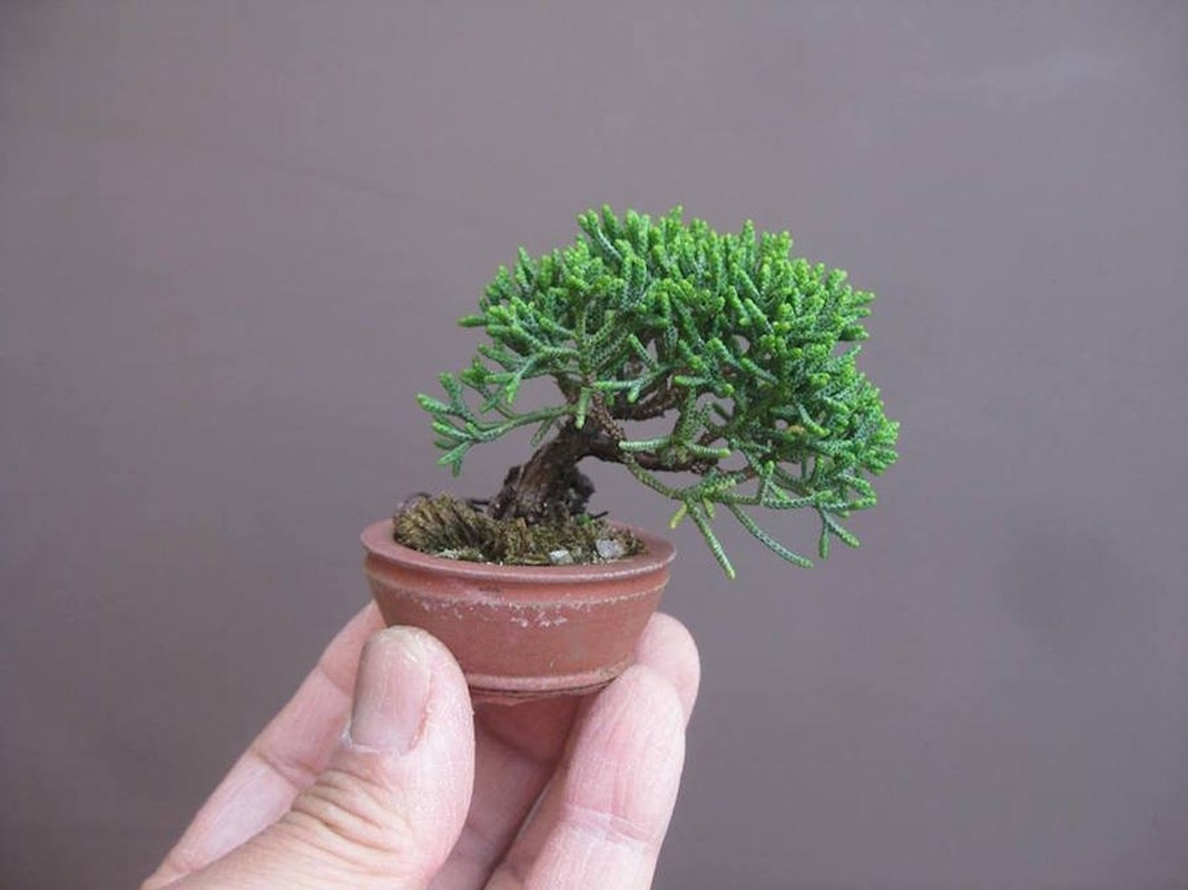 Me man nhung kiet tac bonsai “trong long ban tay”-Hinh-10