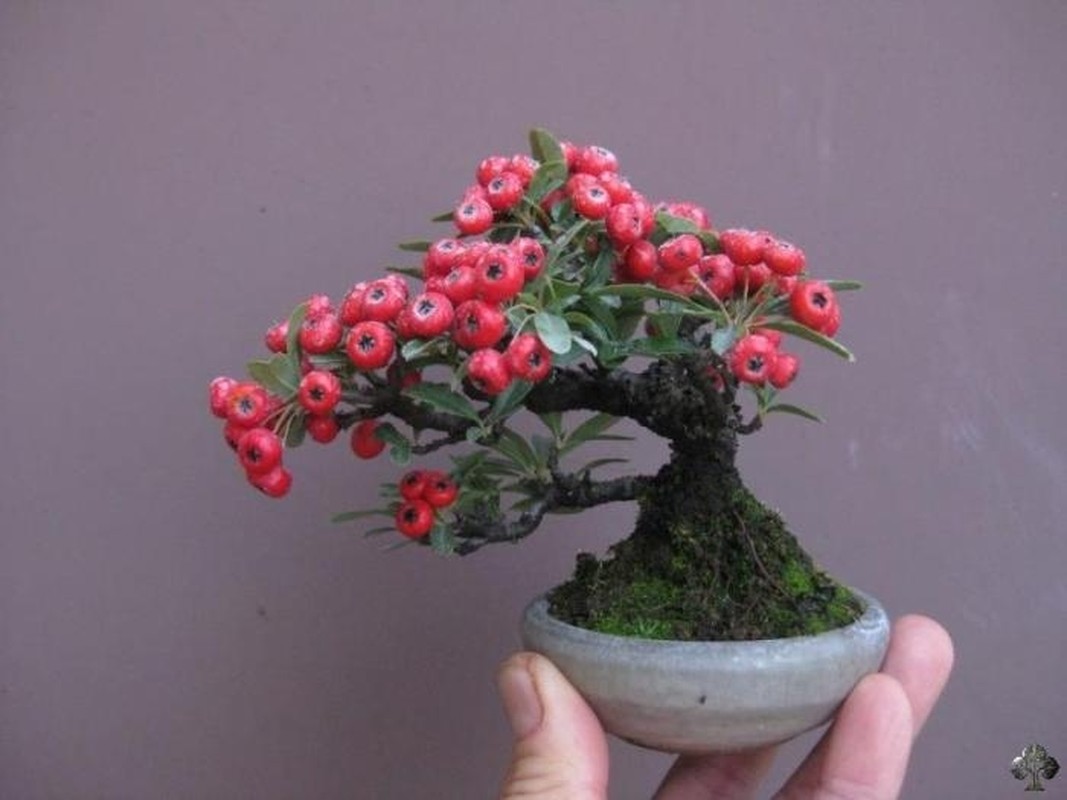 Me man nhung kiet tac bonsai “trong long ban tay”-Hinh-4