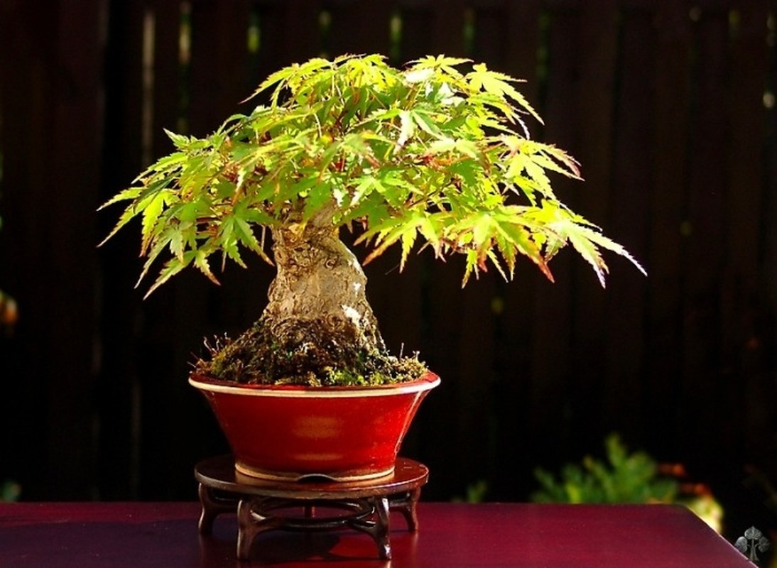 Me man nhung kiet tac bonsai “trong long ban tay”-Hinh-5