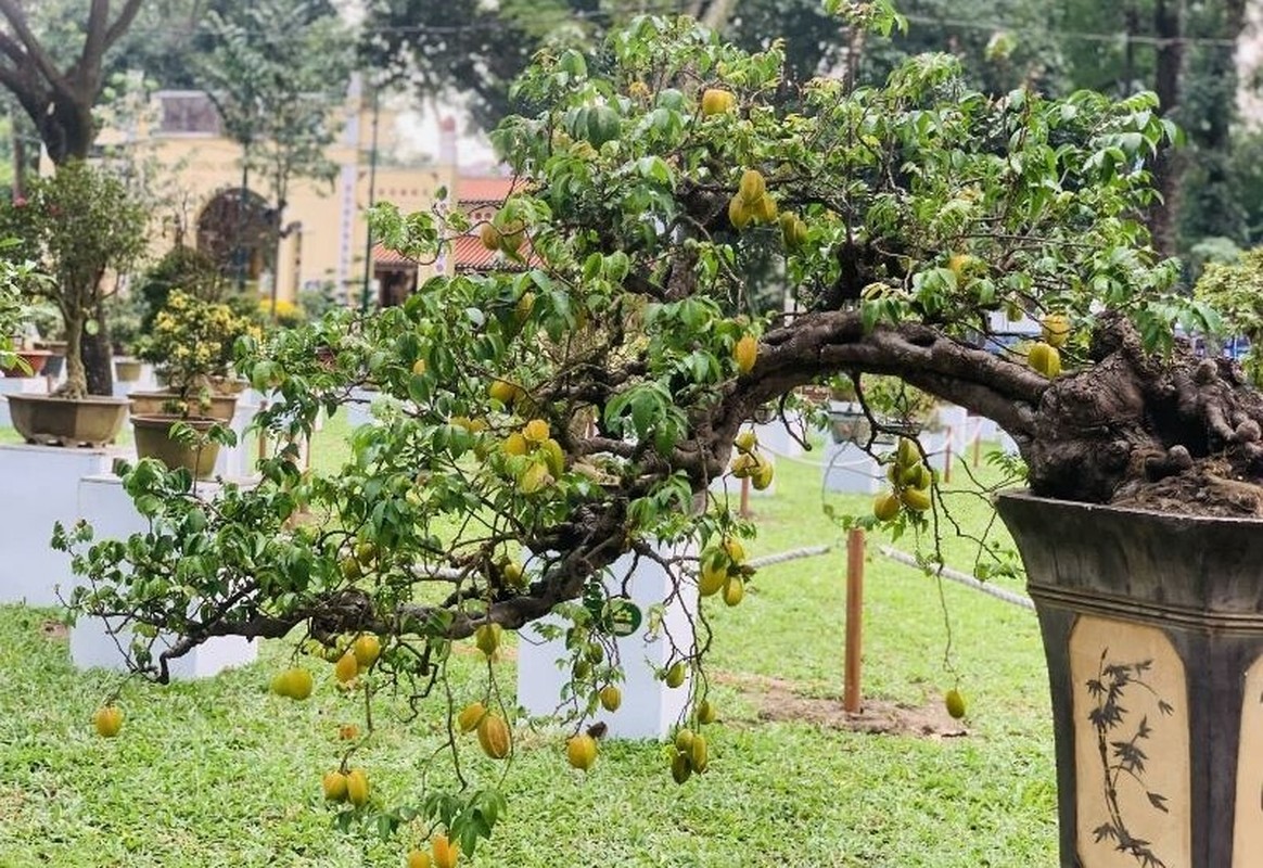 10 cay an qua len chau thanh bonsai “dep say long”-Hinh-6