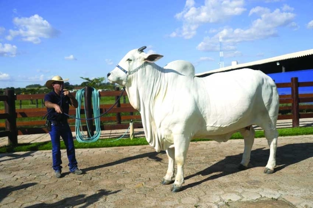 View - 	“Choáng váng” con bò đắt ngang biệt thự cao cấp, có vệ sĩ riêng