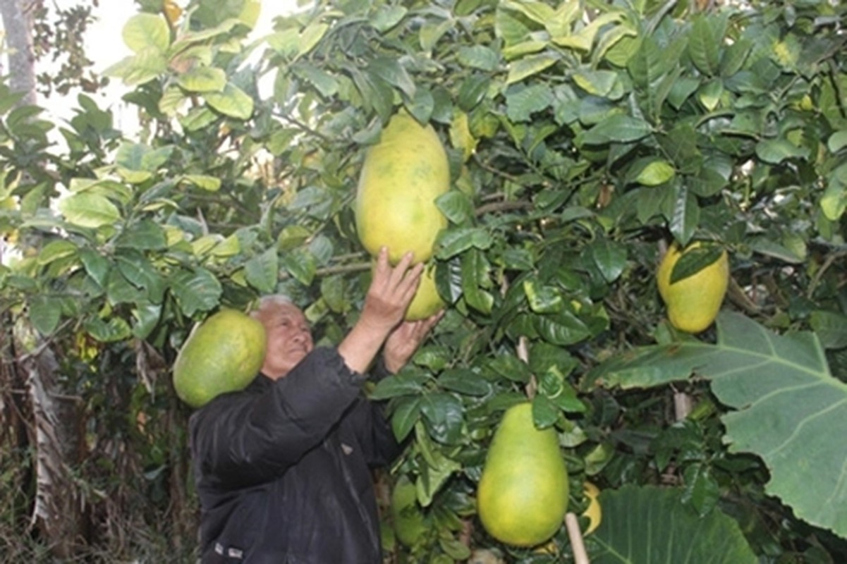 Nhung loai qua khong lo giup nong dan Viet “hai ra tien”-Hinh-7