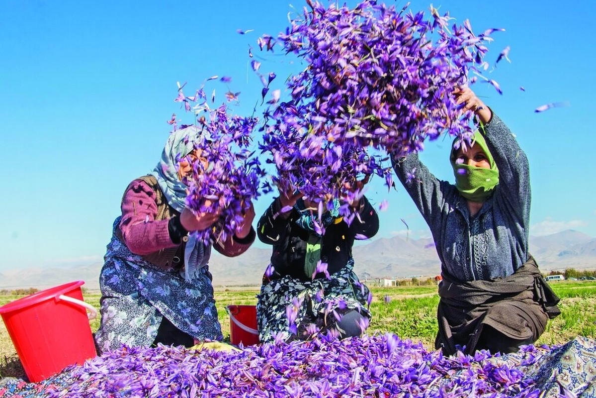 View - 	Đột nhập thủ phủ sản xuất “vàng đỏ” hàng tỷ đồng/kg tại Iran