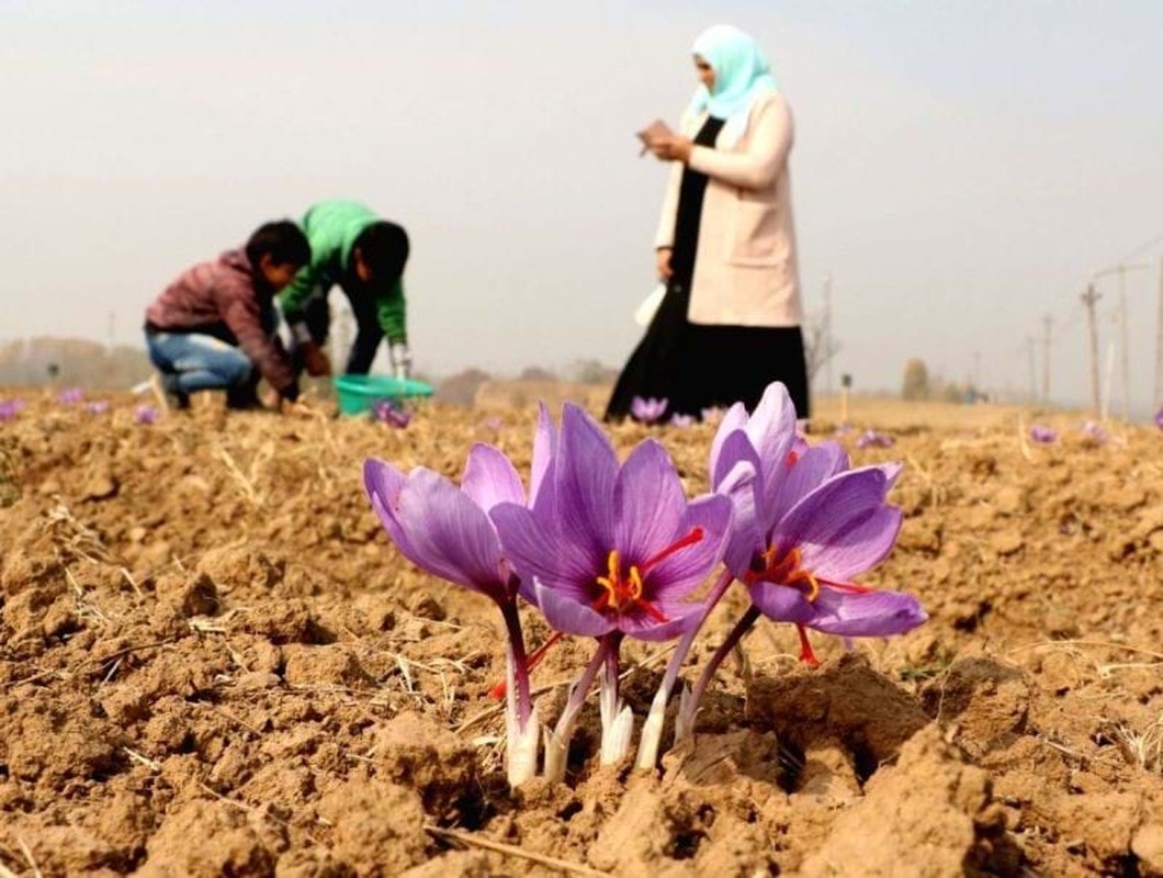 View - 	Đột nhập thủ phủ sản xuất “vàng đỏ” hàng tỷ đồng/kg tại Iran