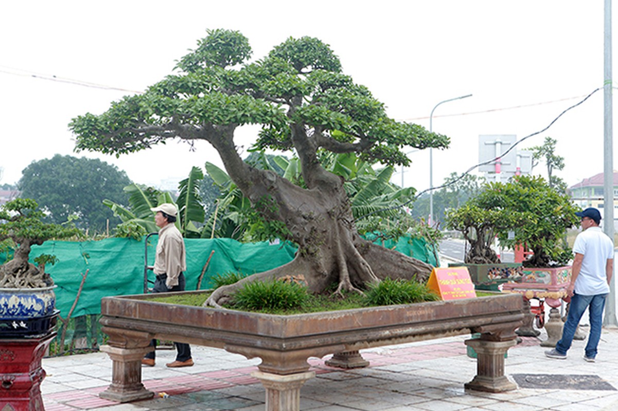 Sung so cay sung tram tuoi gia 10 ty cua dai gia Ha Noi-Hinh-3