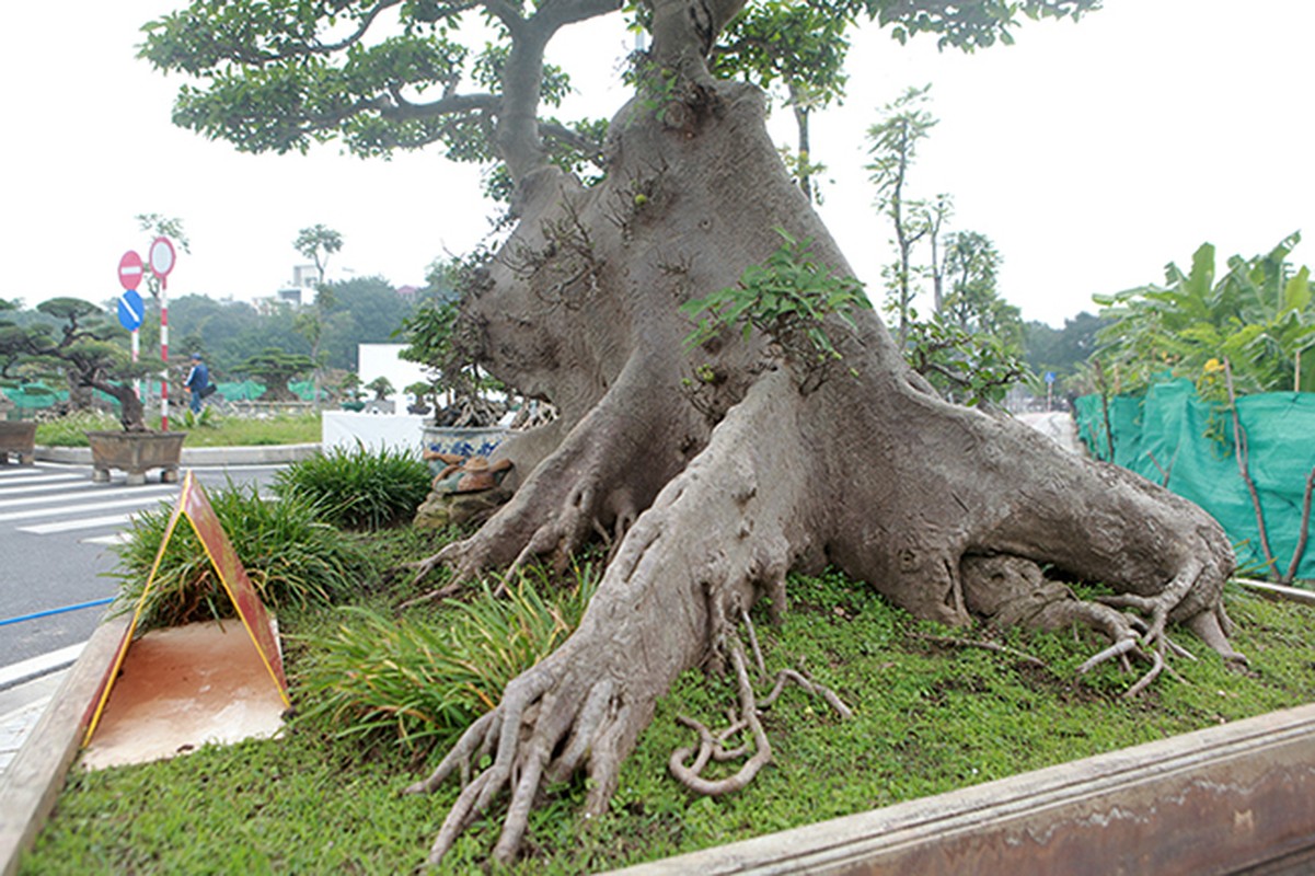 Sung so cay sung tram tuoi gia 10 ty cua dai gia Ha Noi-Hinh-7