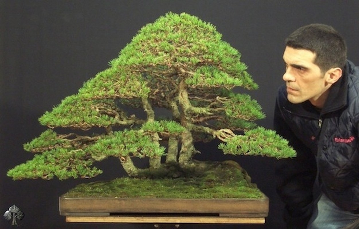 10 tac pham bonsai doc dao va dep nhat hanh tinh-Hinh-3