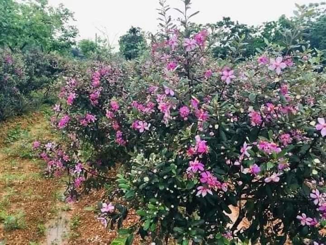 Cay dai moc bia rung bat ngo len chau thanh bonsai tien trieu-Hinh-5