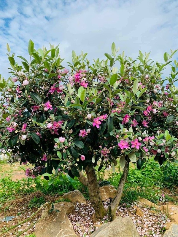 Cay dai moc bia rung bat ngo len chau thanh bonsai tien trieu