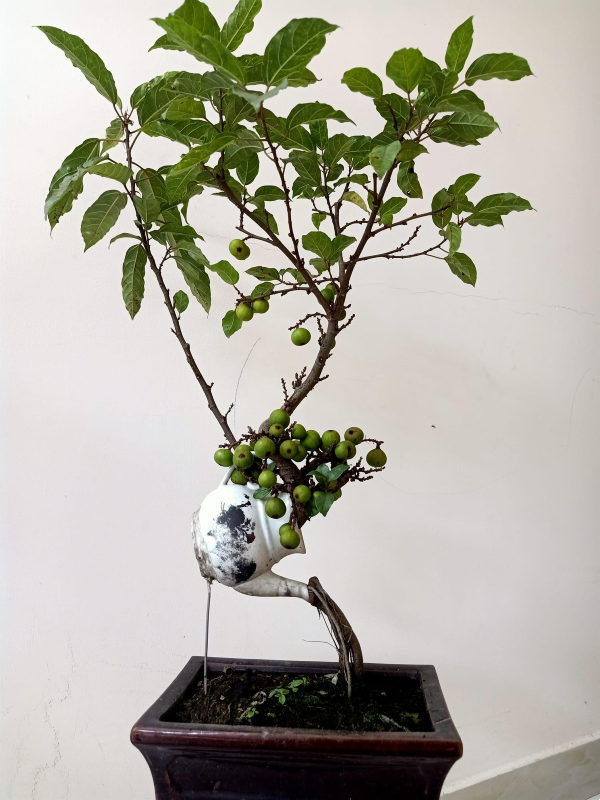 Chiem nguong loat sung bonsai doc la “dep say long”-Hinh-10