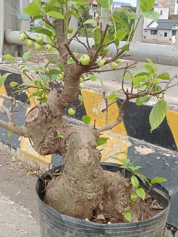 Chiem nguong loat sung bonsai doc la “dep say long”-Hinh-8