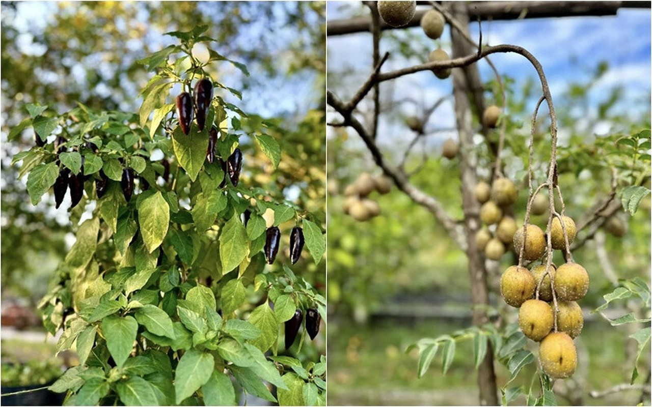 “Biet phu” nghin met vuong “di moi chan” cua ca si My Tam-Hinh-4