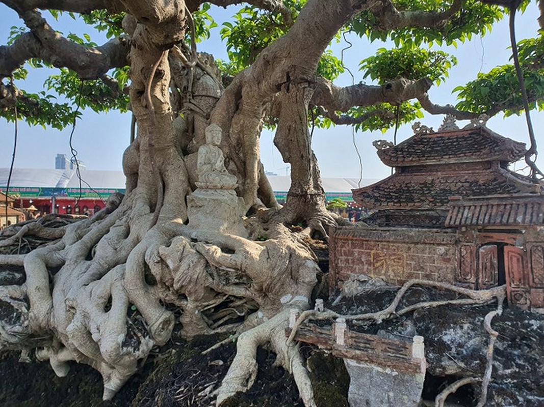 Sanh co thu duoc tra 250 cay vang, chu “kieu” khong chiu ban-Hinh-6