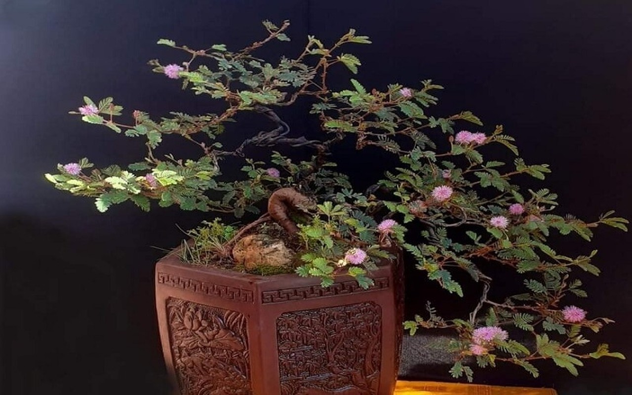 Ngo ngang cay moc bo ruong len doi thanh bonsai dat do-Hinh-2