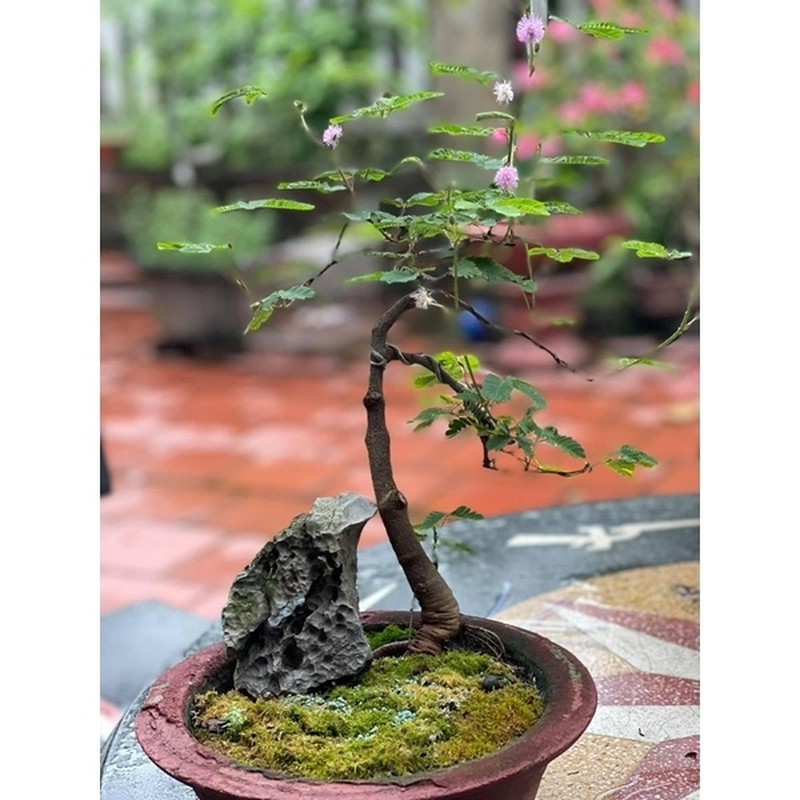 Ngo ngang cay moc bo ruong len doi thanh bonsai dat do-Hinh-5