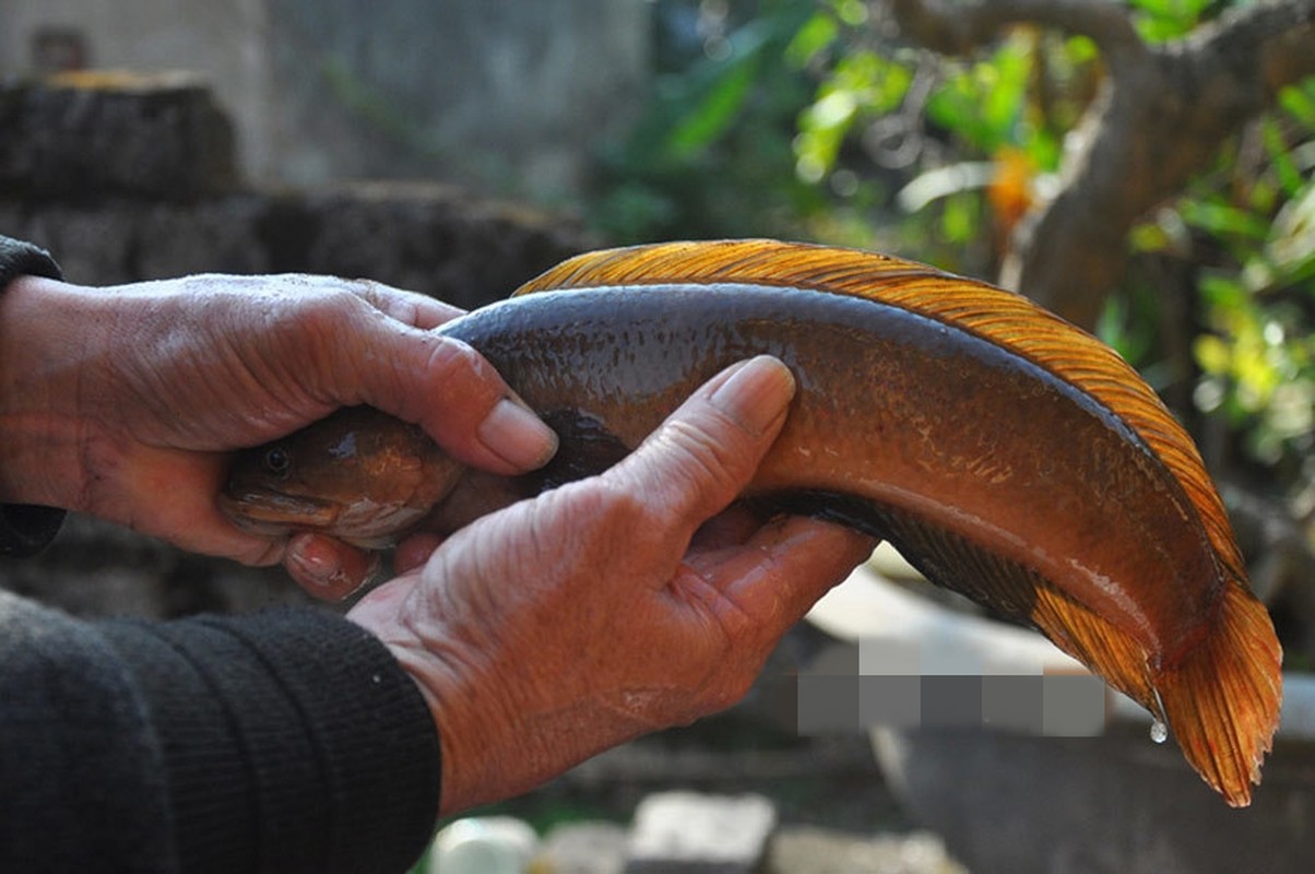 Dac san tien vua nghe ten “nguong chin mat” duoc dan pho lung mua