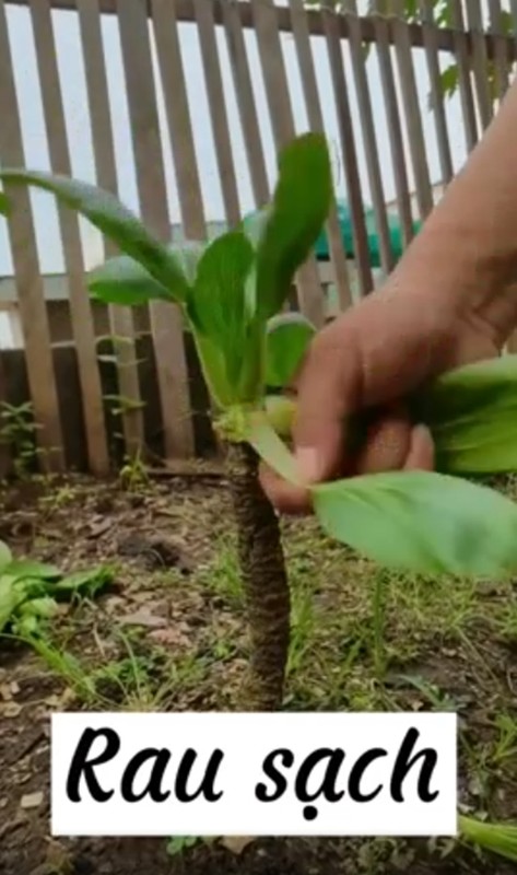 Ngo ngang cay rau “co thu” duoc dan choi bonsai “nga gia” tien ty-Hinh-5