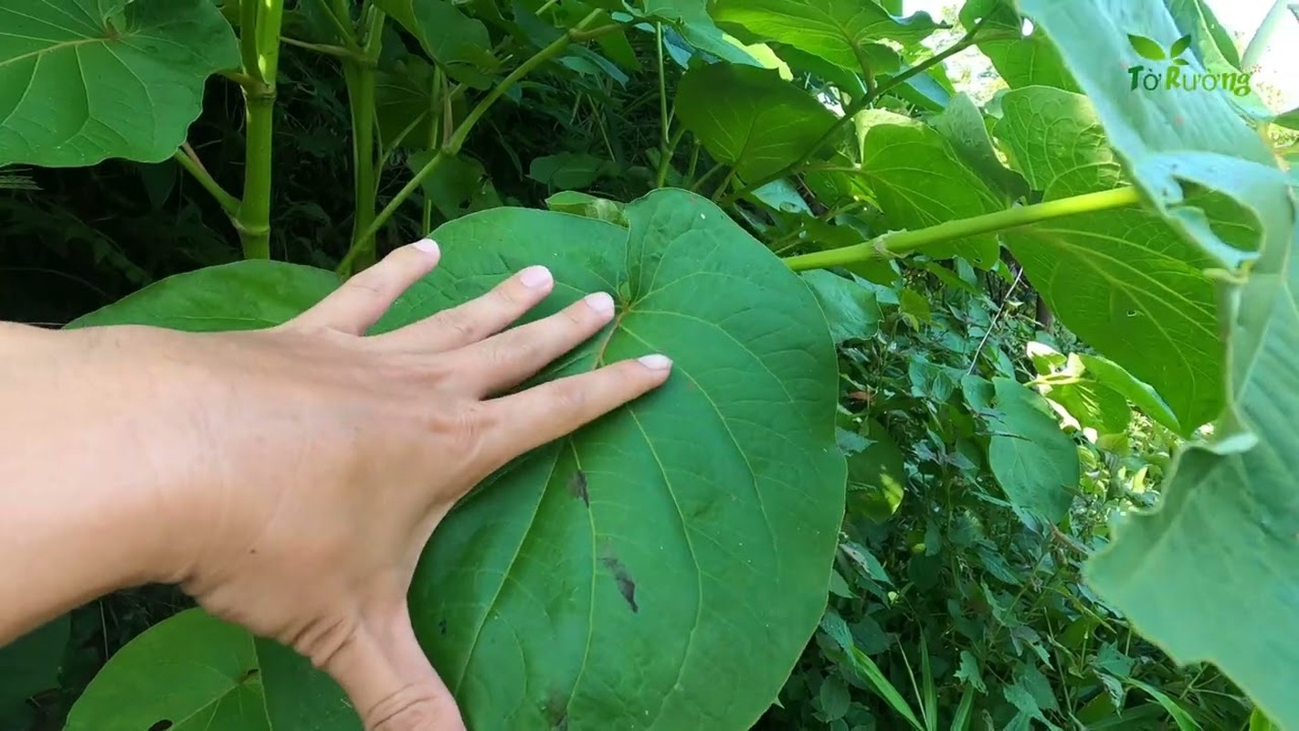 La moc dai bia rung thanh dac san dan pho tranh nhau mua