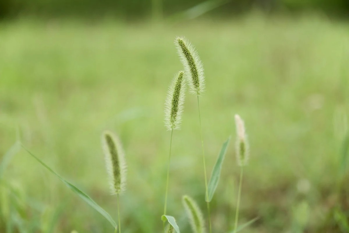 Loai co dai moc khap noi, dem phoi kho ban “dem tien moi tay“-Hinh-3